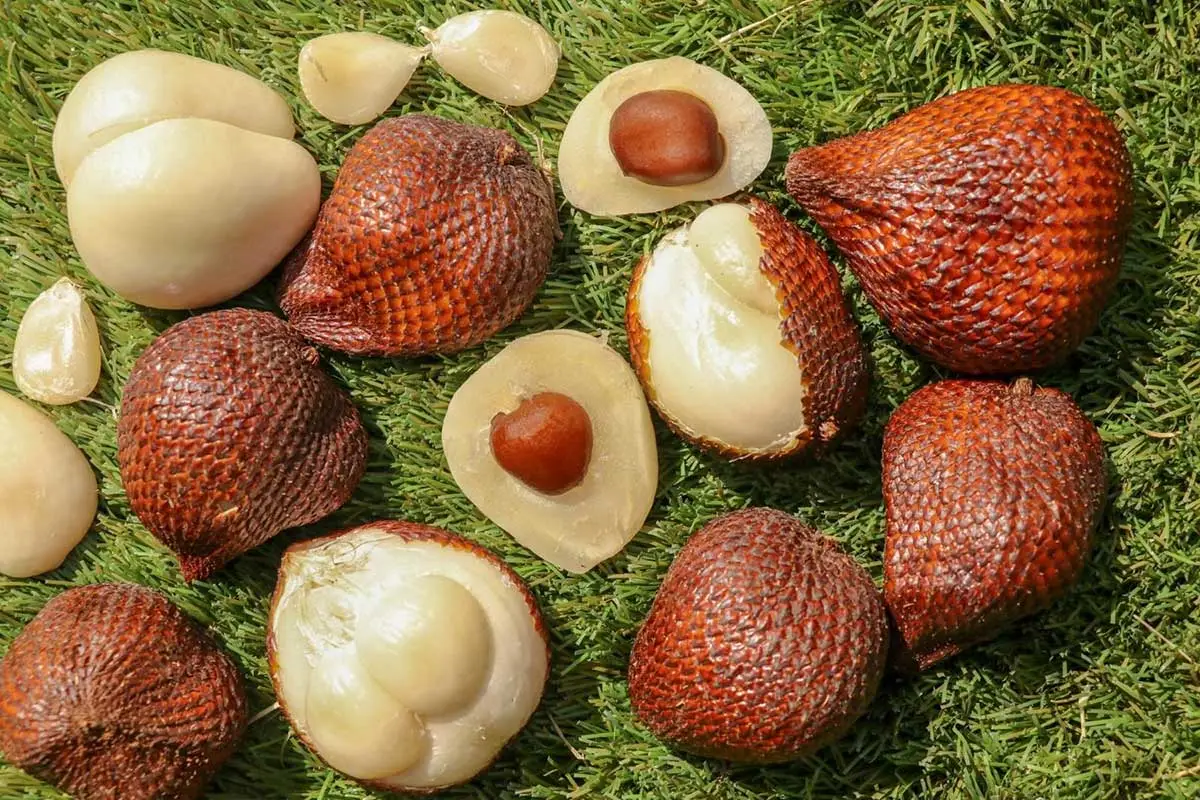 Salak Meyvesi Yilan Meyvesi
