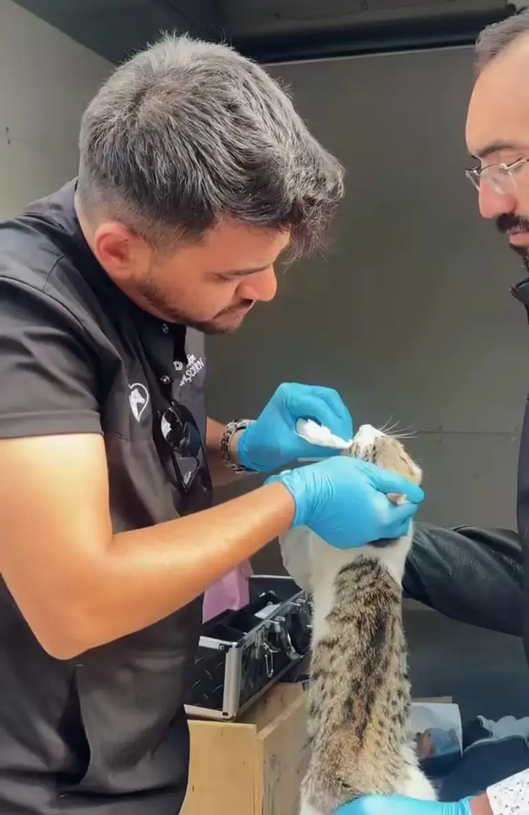 Sincan'da Haybulans Dönemi Sahipsiz Hayvanlara Hızlı Müdahale Imkânı (3)