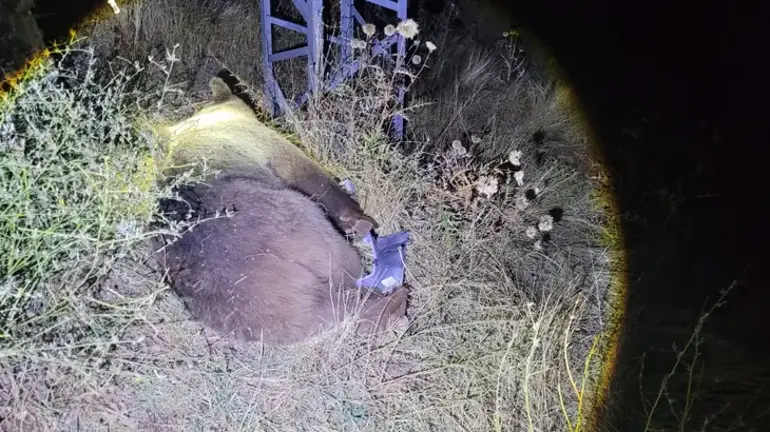 Tunceli-Erzincan yolunda ayı bir anda yola çıktı: Cip çarptı, sürücü yara almadı