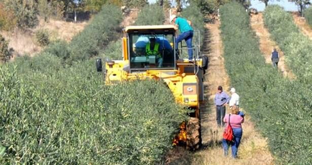 Zeytin Üreticisinin Gözü Fiyatta Kilosu 60 Tlye Kadar Çıkıyor
